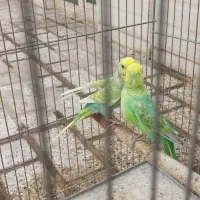 یک جفت مرغ عشق رینبو رنگ خاص