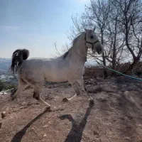 حیوانات/مزرعه/اسب