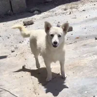 سگ پاکوتا
