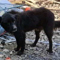 سگ سرابی چهارساله