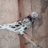 کفتر سرور پرشی