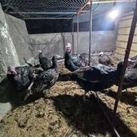 تخم بوقلمون نطفه دار