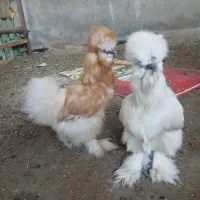 مرغ