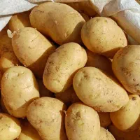 سیب زمینی|عمدهفروشی|کبودرآهنگ, |دیوار