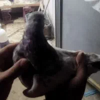 کفتر|پرنده|شاهینشهر, گرگاب|دیوار