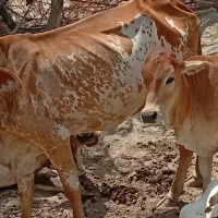 گاو آبستن 7ماهه وگوساله نر 9ماهه