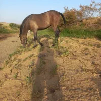 روژان کره ماده