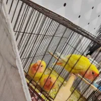 طوطی برزیلی دستی|پرنده|سوسنگرد, |دیوار