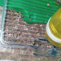 همستر نر|موش و خرگوش|گرگان, |دیوار