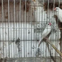 فنچ نرگسی مولد|پرنده|سنگر, |دیوار