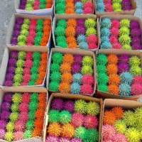 گل کاکتوس رنگی