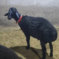 شیشک قوچ همو مشکی