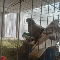 دمگیروتهرونی|پرنده|اصفهان, ارغوانیه|دیوار