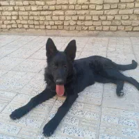 واگذاری ژرمن بلک ۵ ماهه