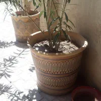 گلدان خرزره|گل و گیاه طبیعی|مشهد, ده دی|دیوار