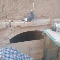 کبوتر  پرشی کبوتر گرو|پرنده|سمنان, |دیوار