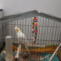 پرنده فروشی|پرنده|بندر ماهشهر, |دیوار