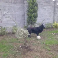 سگ ژرمن بلک|سگ|رشت, گلسار|دیوار