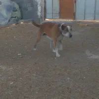 سگ گله افغان