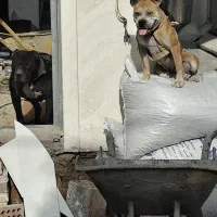 پیت بول ماده|سگ|گنبد کاووس, |دیوار