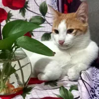 گربه
