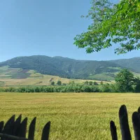 فروش زمین کشاورزی