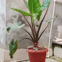 گل بابا آدم