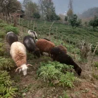 بره ماده سالم چاق|حیوانات مزرعه|تنکابن, |دیوار