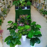 درختچه|گل مصنوعی|سنندج, |دیوار