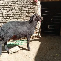 قوچ غزل|حیوانات مزرعه|زند, |دیوار