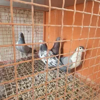 کبوتر تهرونی درجه یک