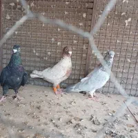 کبوتر|پرنده|فردوس (کرمان), |دیوار
