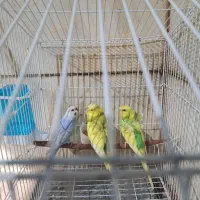 ۳عدد مرغ عشق ۱نر ۲ماد