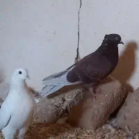 کفتر|پرنده|یزد, |دیوار