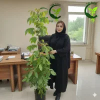 نهال اصل رشد تضمینی