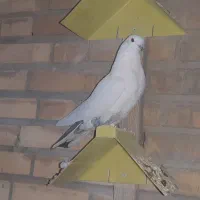 کبوتر شکار فروشی|پرنده|مهاجران, |دیوار