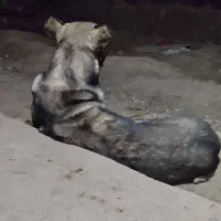 سگ سرابی دوساله