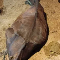 گاو|حیوانات مزرعه|بیجار, |دیوار