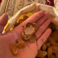 بادام|خوردنی و آشامیدنی|نیشابور, میدون بار|دیوار