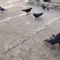 فروش کبوتر10عدد|پرنده|یاسوج, |دیوار