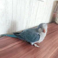 طوطی راهب آبی