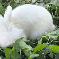 خرگوش پشمالو|موش و خرگوش|سراوان, |دیوار