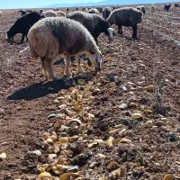 میش بره فروشی