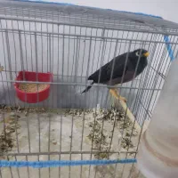 سلام مینا دست اموز