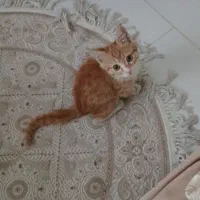 گربه پیشی ۲ ماهه  شیطون و خیلی ملوس
