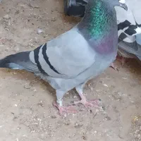 کبوترخارجی|پرنده|شبانکاره, |دیوار