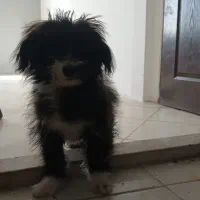 واگذاری شیتزو ماده