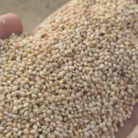 فروش عمده ارزن|عمدهفروشی|جیرفت, |دیوار