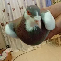 یهودی سرخ|پرنده|مشهد, کوشک مهدی|دیوار