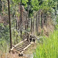 تخم جو کاظمی و هاشمی